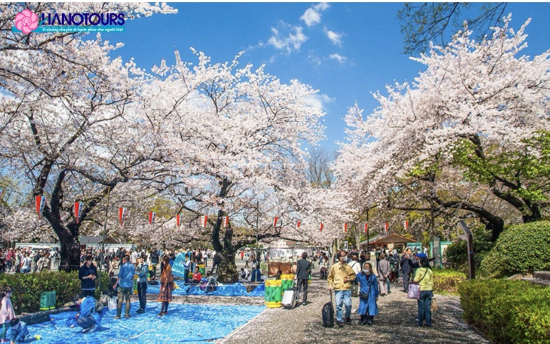 Ngắm hoa anh đào ở công viên Ueno