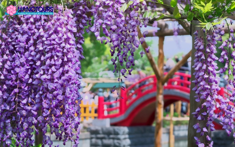 Ngắm hoa tử đằng ở Fukuoka
