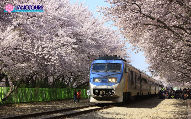Jinhae là điểm đến mê hoặc du khách bởi khung cảnh tuyệt đẹp của hàng nghìn cây anh đào nở rộ