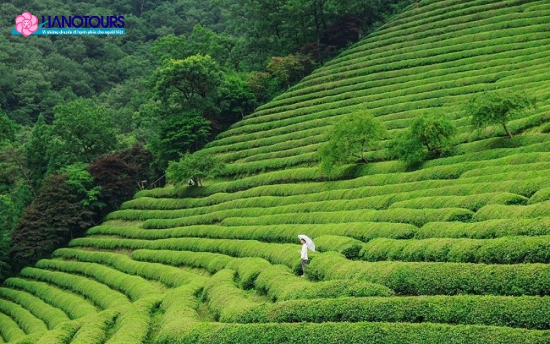 Đồi chè Boseong