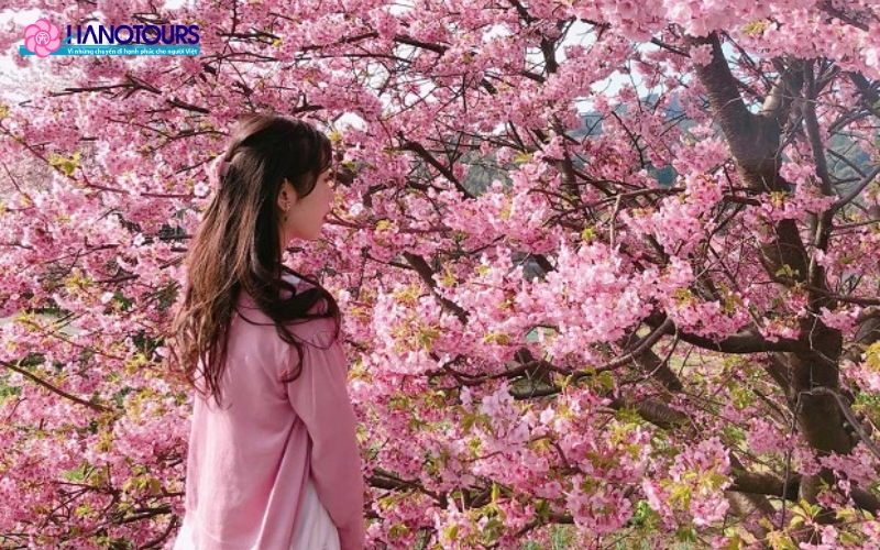 Kiểm tra lịch nở hoa anh đào của nơi bạn đến đẻ có trải nghiệm ngắm hoa tốt nhất