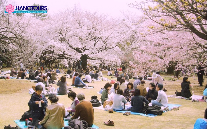 Ngắm hoa anh đào theo phong cách Hanami