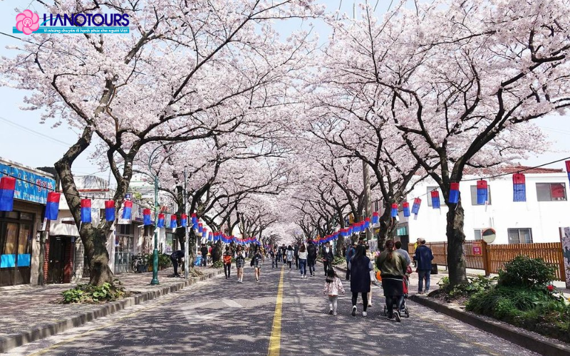 Lễ hội hoa anh đào Jeju