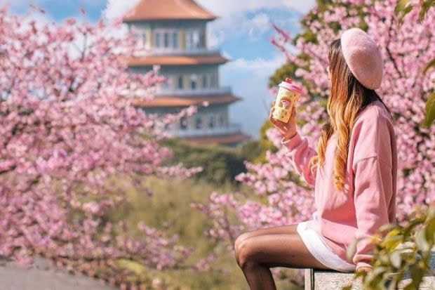 Du lịch Đài Loan mùa xuân rực rỡ hoa anh đào