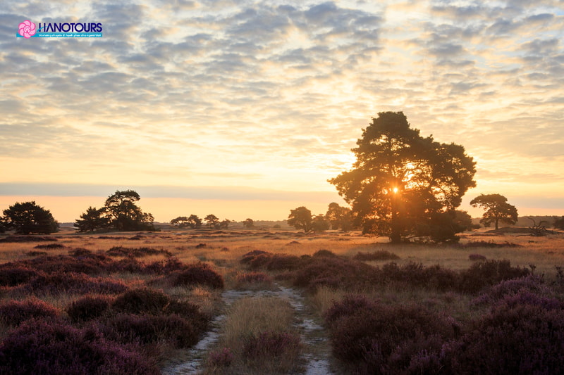 Hoge Veluwe là một khu bảo tồn thiên nhiên hoang dã lớn nhất tại Hà Lan