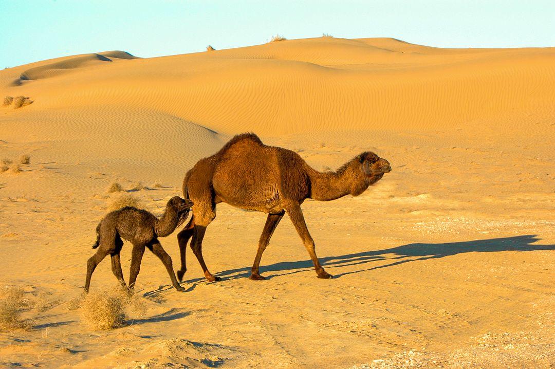 Sa mạc Karakum Turkmenistan với những vùng cát rộng lớn và cảnh quan hoang sơ đặc trưng của Trung Á