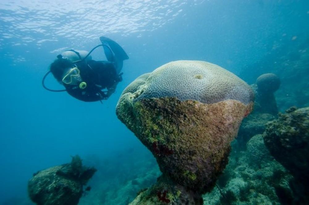 Abrolhos cuốn hút bởi vẻ đẹp hoang sơ của những hòn đảo giữa đại dương, nơi sự sống được thiên nhiên gìn giữ qua từng thế hệ