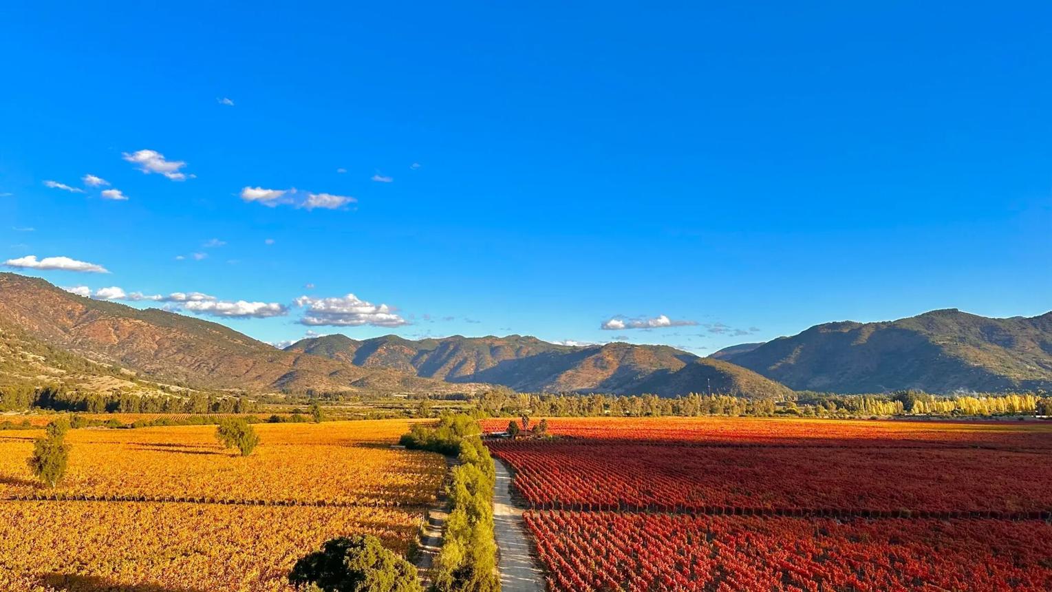 Mùa thu Chile nhuộm sắc vàng lên những miền đất rộng lớn, mang đến vẻ đẹp dịu dàng và sâu lắng giữa thiên nhiên Nam Mỹ