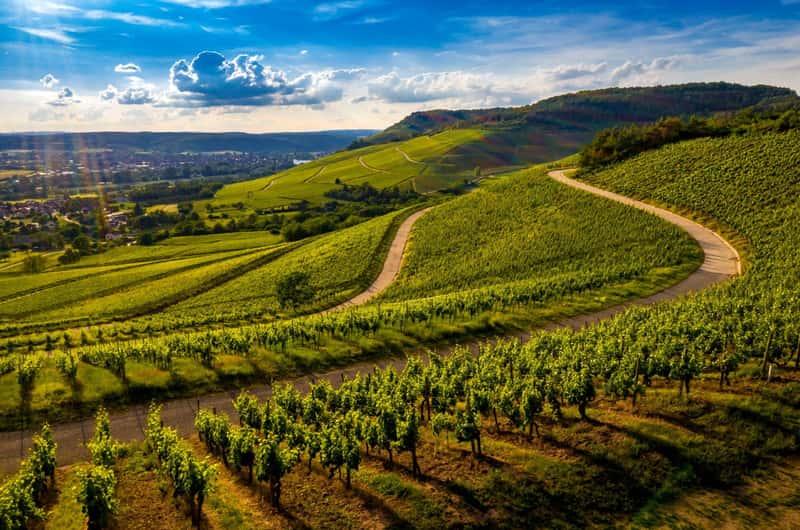 Casablanca Valley quyến rũ bằng những triền nho xanh mướt, hương vị rượu vang tinh tế và nhịp sống thanh bình giữa miền quê Chile