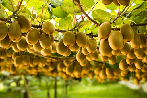 Những trái kiwi căng mọng