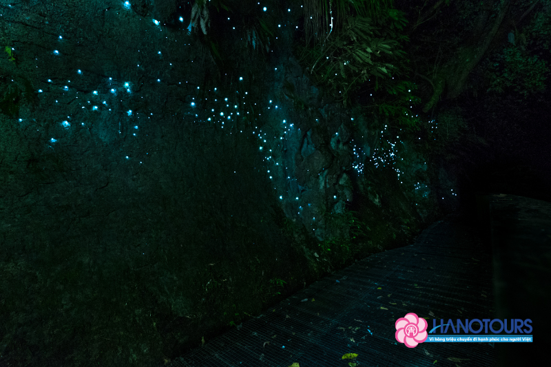 Waitomo Glowworm Caves với hàng ngàn con đom đóm phát sáng trên vòm hang