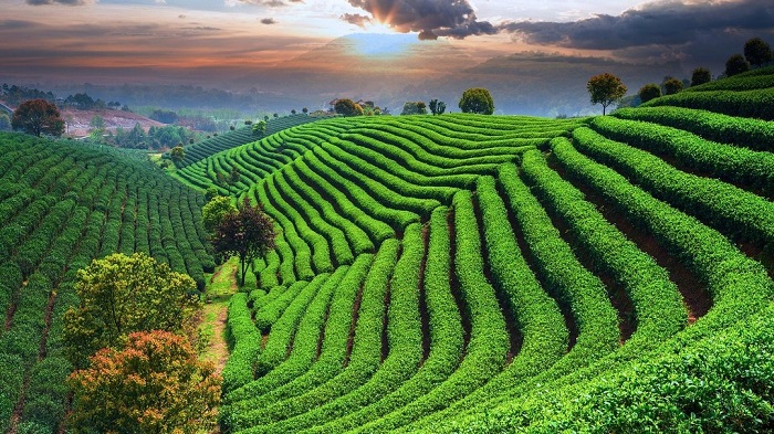 Đồi chè Long Tỉnh là vùng trồng trà nổi tiếng nhất Hàng Châu, Trung Quốc