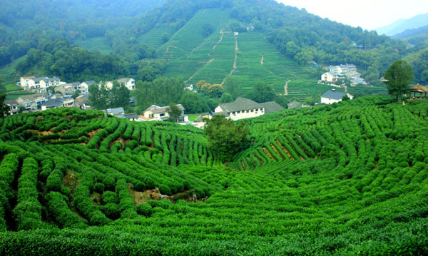 Đồi chè Long Tỉnh Hàng Châu là điểm du lịch nổi tiếng, nơi sản xuất trà Long Tỉnh trứ danh của Trung Quốc