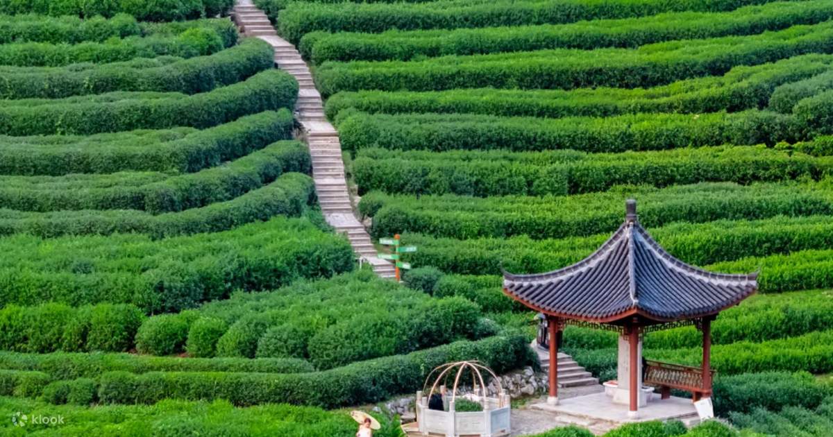 Trà Hoa Viên Hàng Châu là điểm tham quan nổi tiếng, nơi du khách khám phá văn hóa trà Long Tỉnh đặc sắc