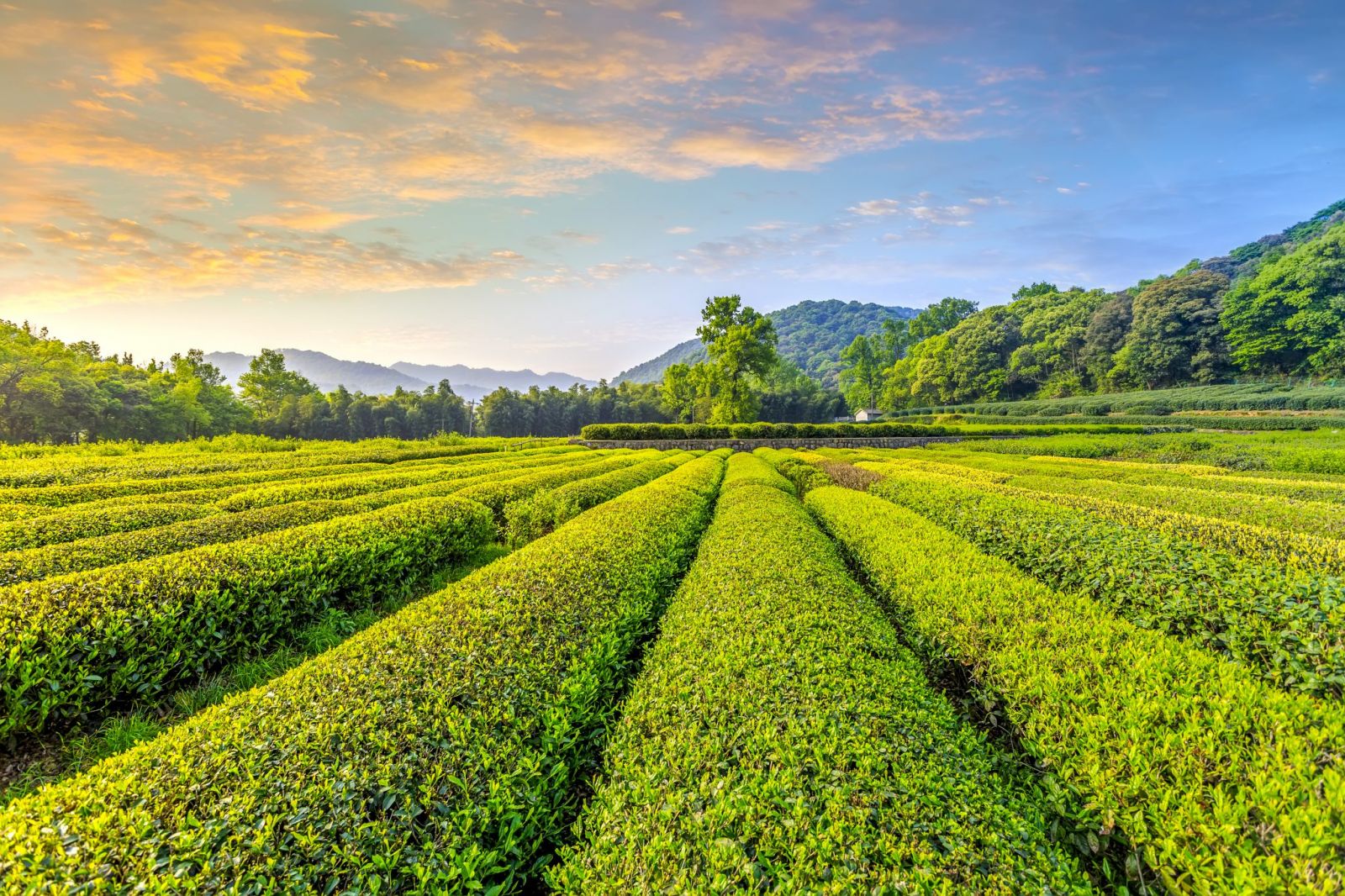 Trà Hoa Viên là điểm đến nổi tiếng để thưởng thức trà Long Tỉnh Hàng Châu