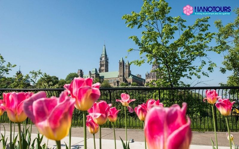Gợi ý phương tiện tham quan lễ hội hoa Tulip Ottawa