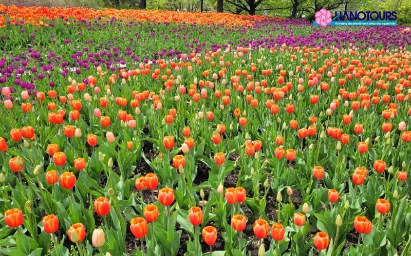 Công viên Commissioners Park