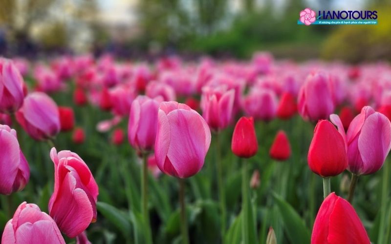 Mẹo tham quan Lễ hội hoa Tulip Ottawa tối ưu