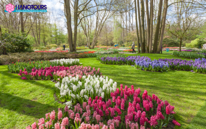 Vườn hoa Keukenhof rực rỡ sắc màu