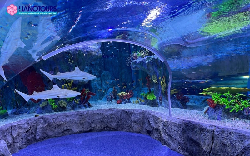 Thủy cung SEA LIFE Busan với hàng trăm sinh vật biển thú vị