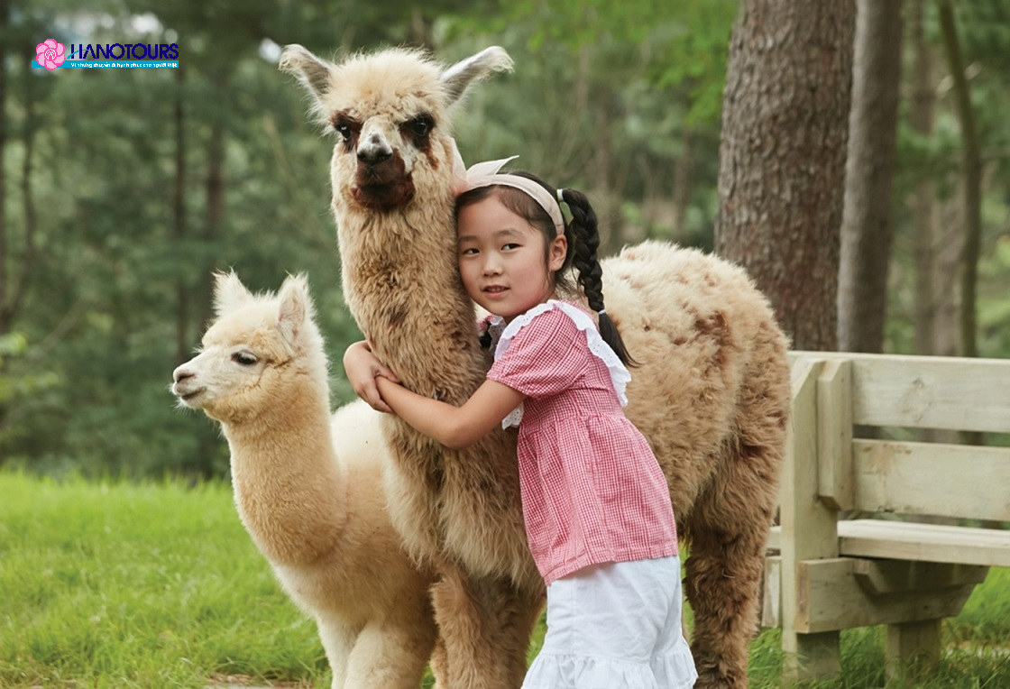 Du khách có thể tương tác trực tiếp với Alpaca đáng yêu tại Alpaca World