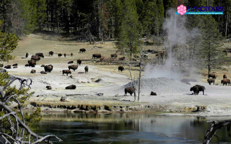 Hệ sinh thái động thực vật đa dạng