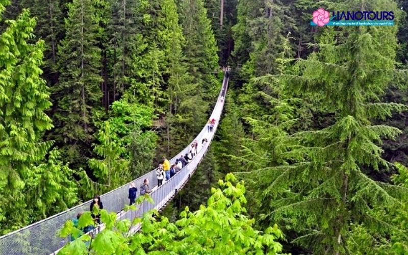 Thời điểm thích hợp để khám phá cầu treo Capilano