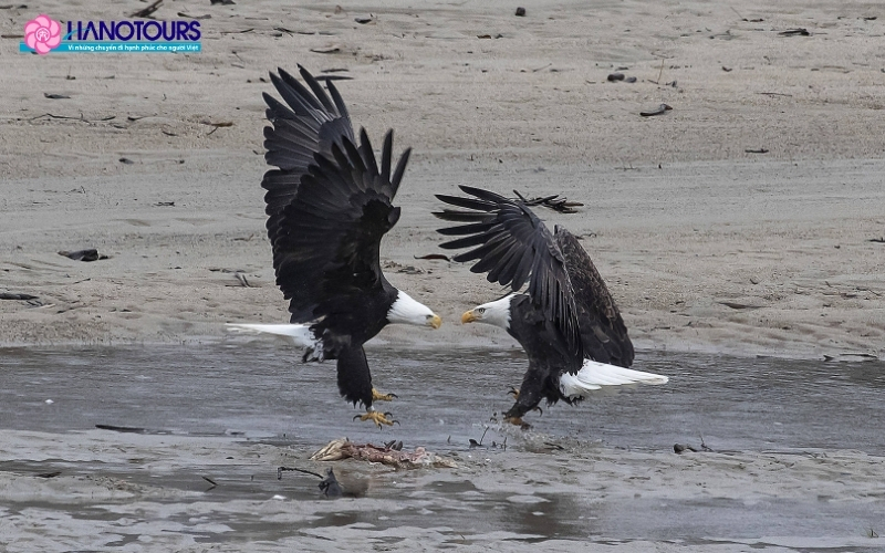 Fraser Valley Bald Eagle Festival