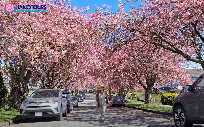Lễ hội hoa anh đào Vancouver
