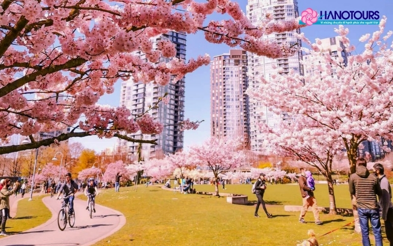 Lễ hội hoa anh đào tại Toronto và Vancouver