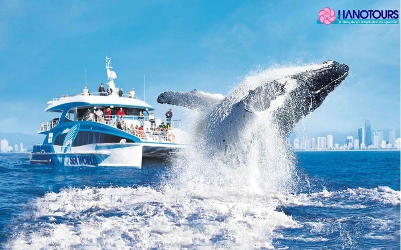 Trải nghiệm ngắm cá voi (Whale Watching)