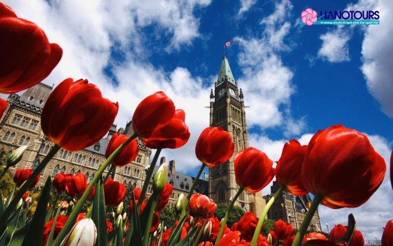 Lễ hội Hoa Tulip Canada