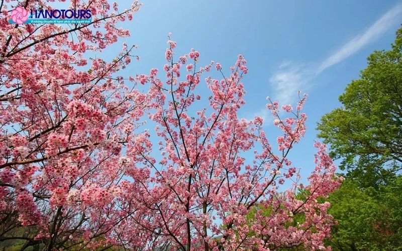Ngắm hoa anh đào Đài Loan tại Vườn Quốc gia Dương Minh Sơn