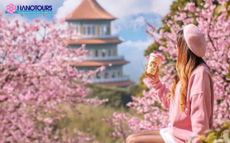 Ngắm hoa anh đào Đài Loan mang lại nhiều trải nghiệm thú vị