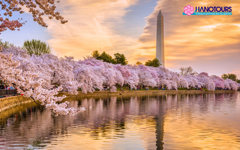Lễ hội hoa anh đào Washington D.C.