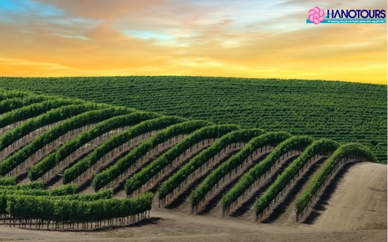 Thung lũng Napa (Napa Valley)