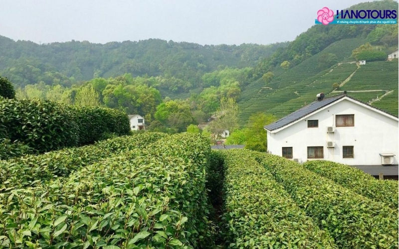 Lễ hội trà Long Tỉnh