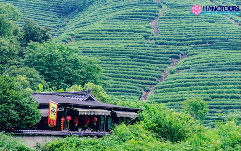 Hàng Châu – Thưởng trà long tỉnh