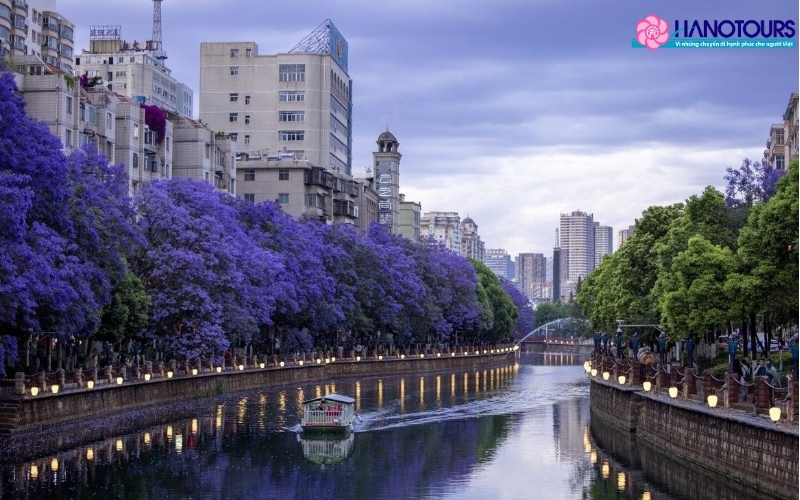 Côn Minh – Đắm chìm trong sắc tím hoa phượng