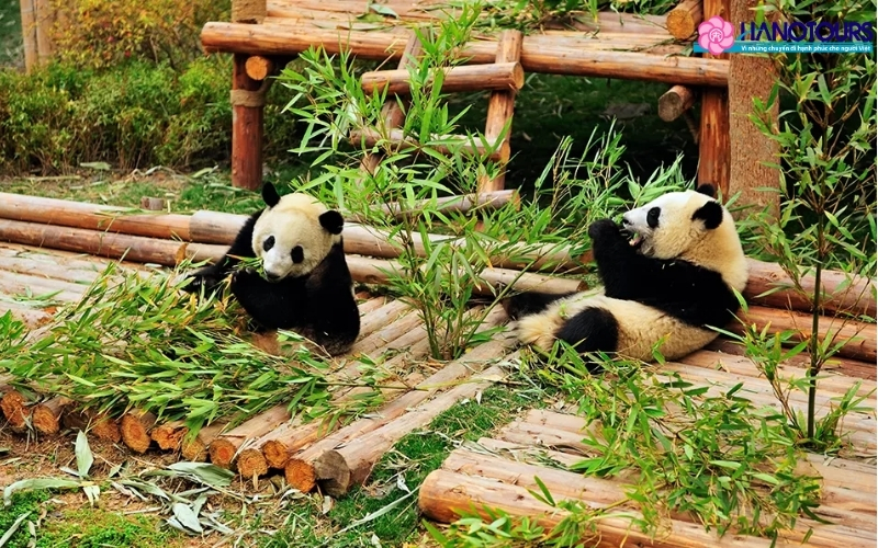 Thành Đô - Quê hương Gấu Trúc