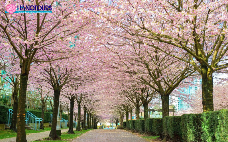 Vancouver vào mùa lễ hội hoa anh đào