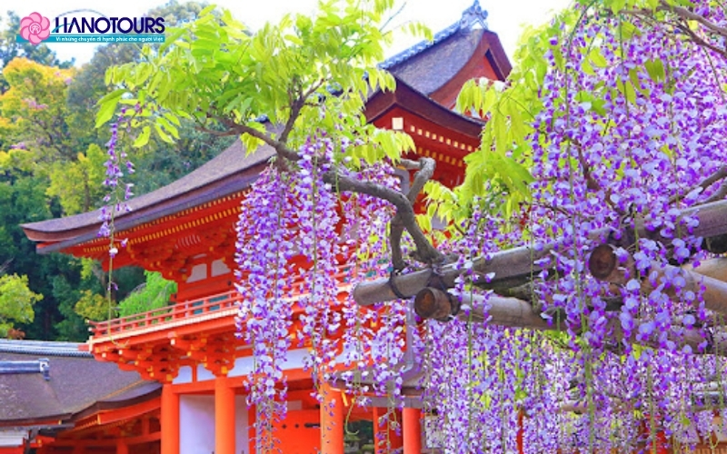 Ngắm hoa tử đằng ở Fukuoka