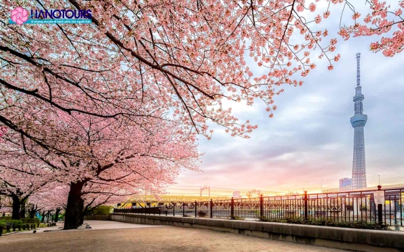 Kiểm tra lịch nở hoa anh đào của nơi bạn đến đẻ có trải nghiệm ngắm hoa tốt nhất