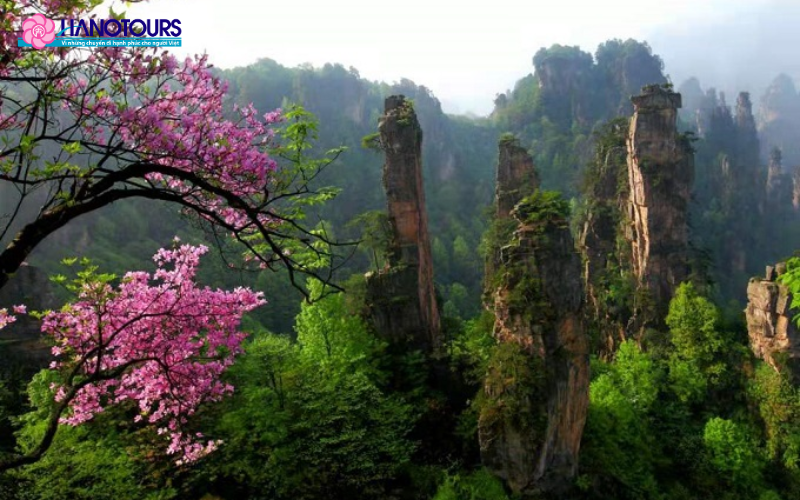 Mùa xuân tại Trương Gia Giới