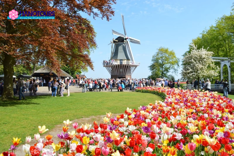 Lễ hội hoa Amsterdam người trồng hoa sẽ trưng bày hoa họ yêu thích