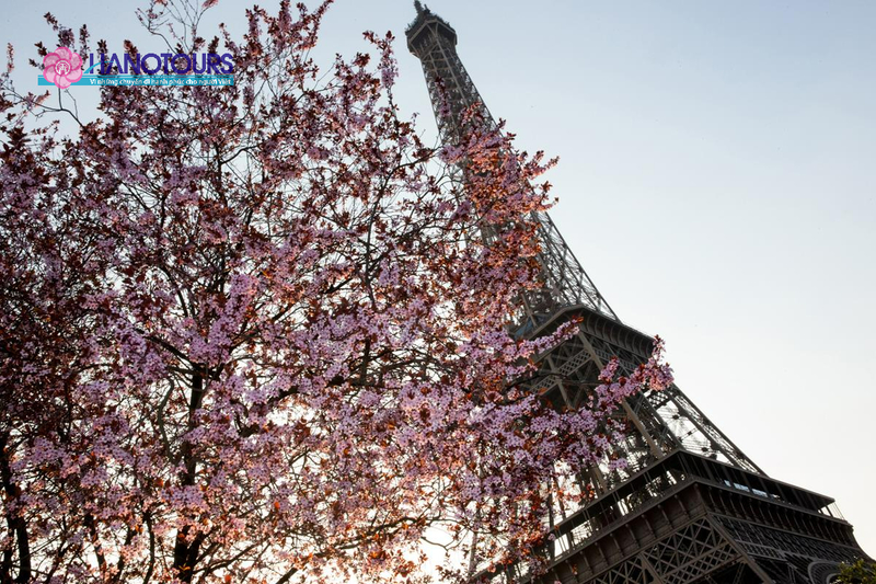 Pháp vào mùa xuân có lễ hội hoa anh đào 