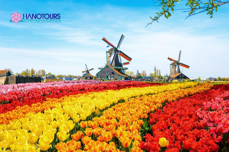 Hà Lan là một điểm đến lý tưởng vào mùa xuân với các loài hoa nở rộ