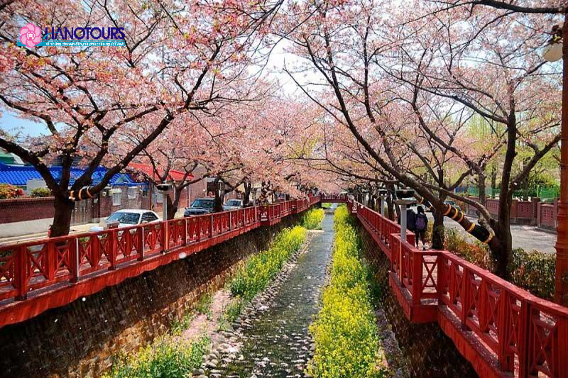 Mùa xuân tại Hàn Quốc du khách có thể ngắm hoa anh đào