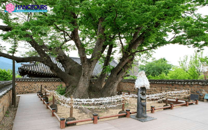 Cây Zelkova nằm giữa làng Hahoe là một di tích lịch sử, là nơi cư ngụ của nữ thần Samsin