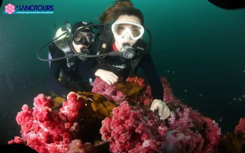 Bạn có trải nghiệm ngắm san hô tại đảo Jeju